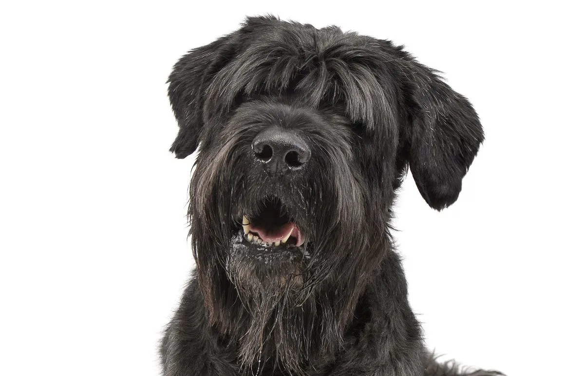 Black Russian Terrier Dog Breed Information & Characteristics