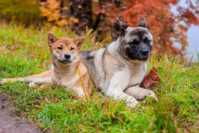 Shiba Inus and Akita Inus are two of anime's top featured dogs.