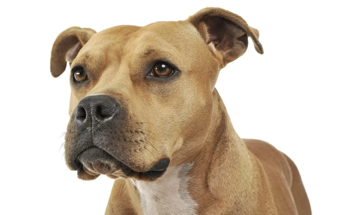 Portrait of an adorable American Staffordshire Terrier looking curiously - studio shot, isolated on white background.