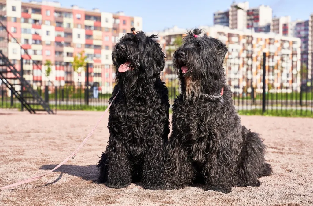 curly Black Russian Terrier dogs sitting outdoors