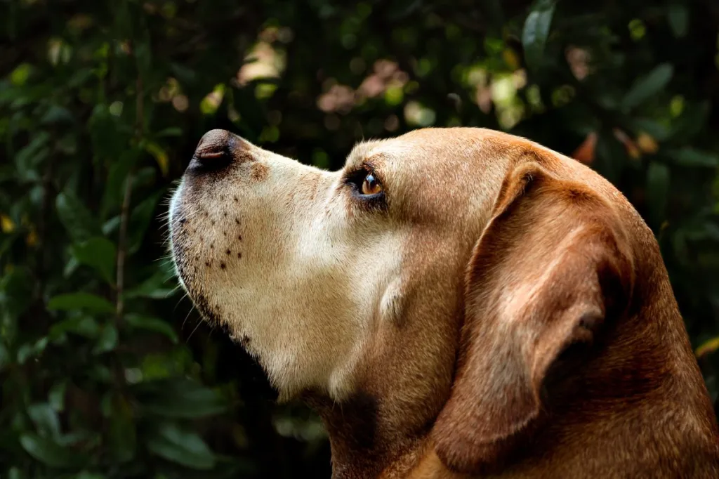 Portuguese Pointer Portrait