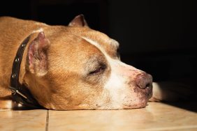 pit bull dog sleeping on floor