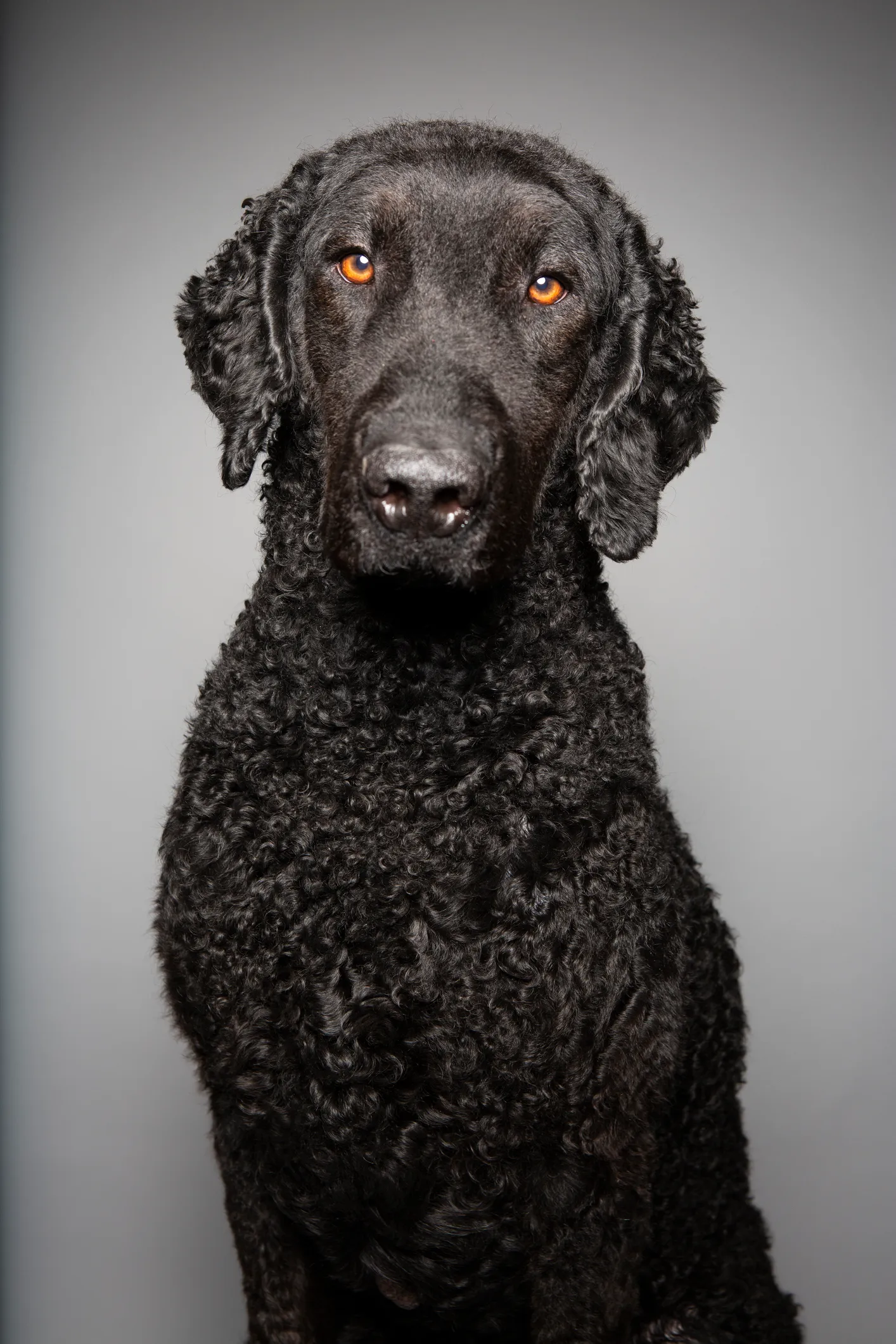 Curly coated retriever top poodle mix