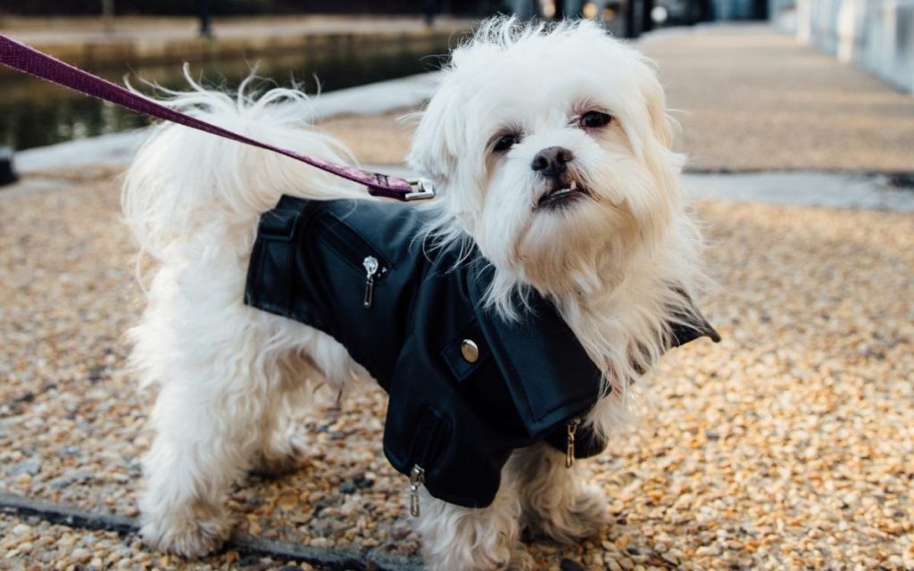 Maltese Shih Tzu Mixed Dog wearing a black leather jacket