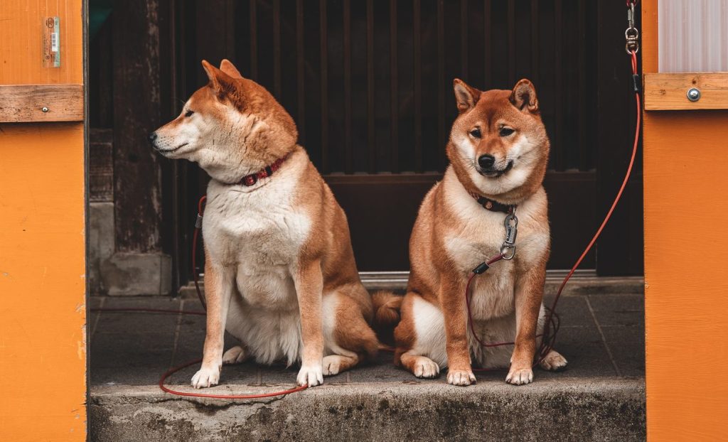 Shiba Inu dogs sitting on stairs