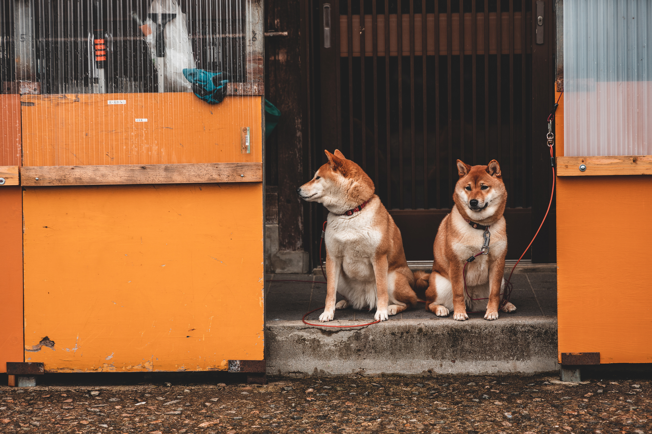 Dogtime best sale shiba inu