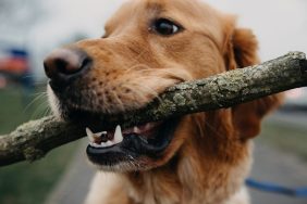 close-up of dog with stick in mouth