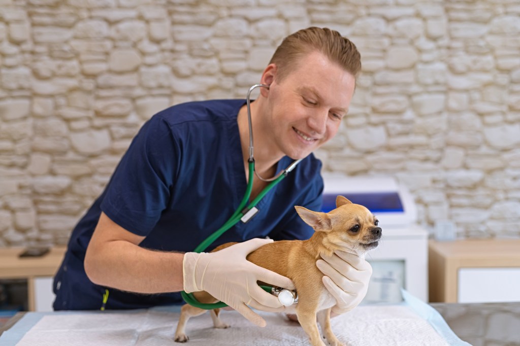 A Chihuahua being examined for patellar luxation (or slipped stifles).