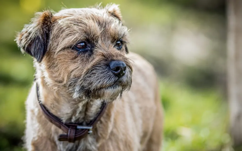 cheapest dog breed border terrier