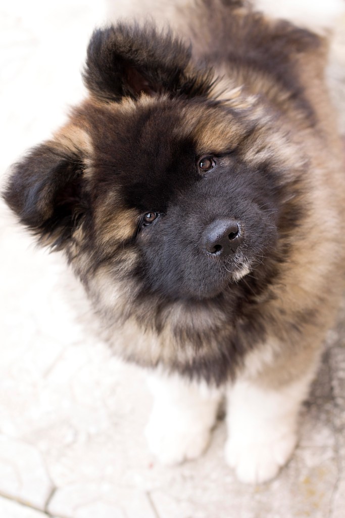 Close up of Akita puppy from above.