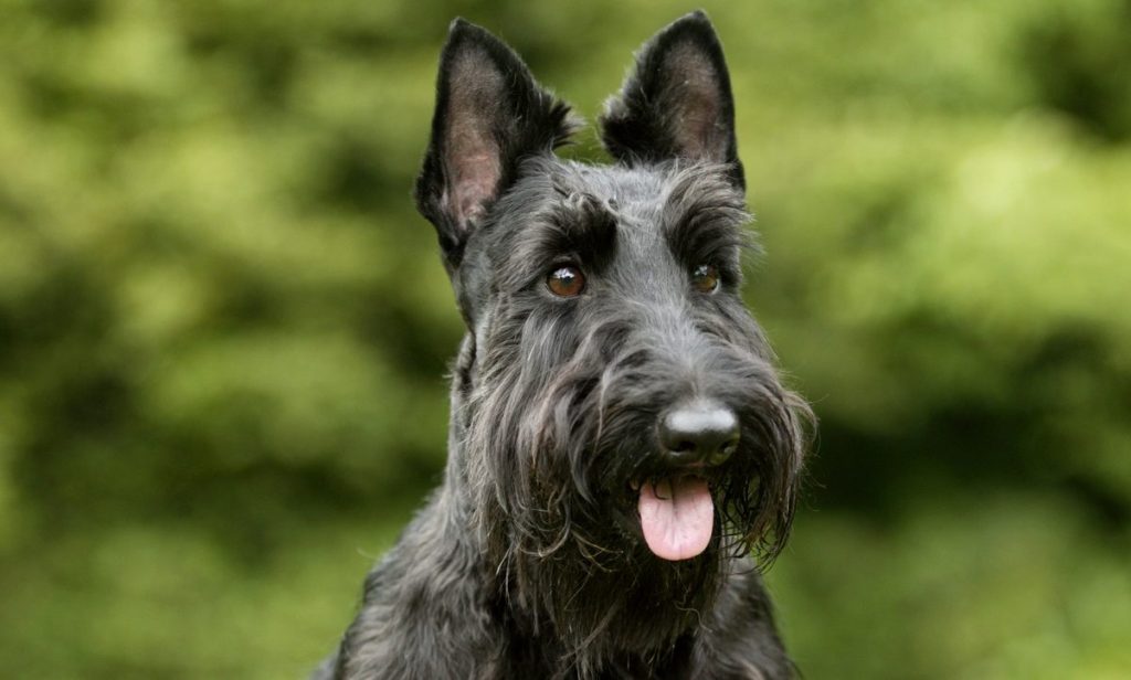Scottish Dog Breeds Scottish Dog Breeds
