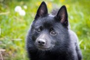 Schipperke on the grass
