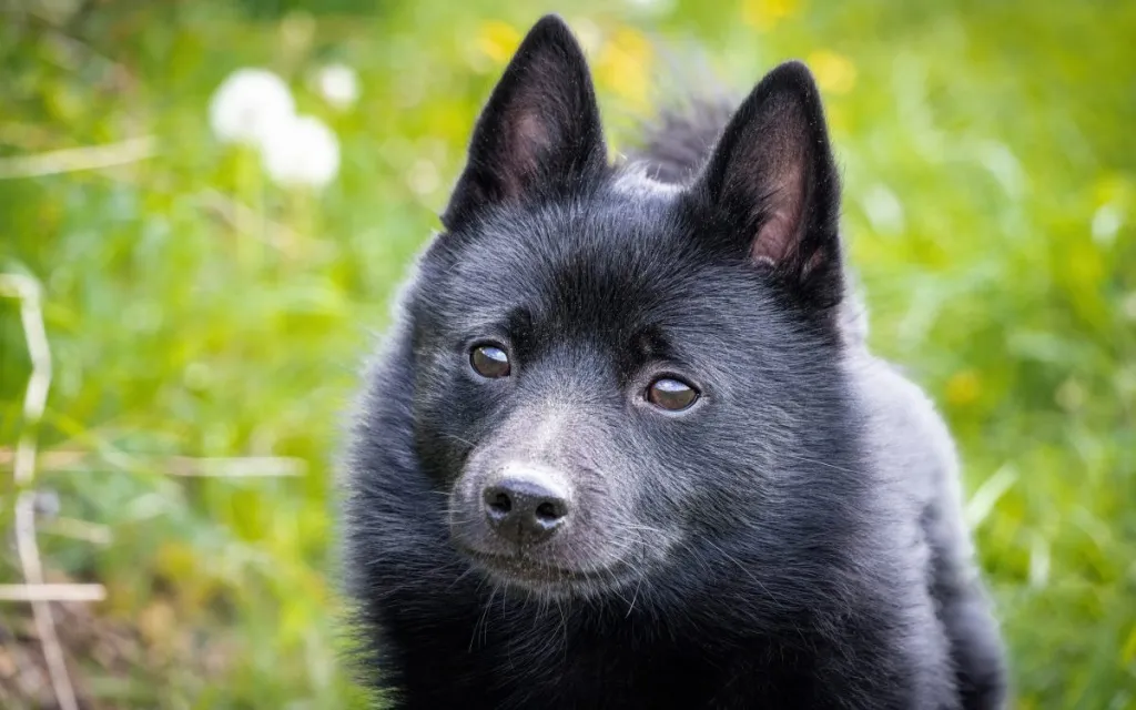 15 Stunning Black Dog Breeds That Deserve a Place in Your Heart