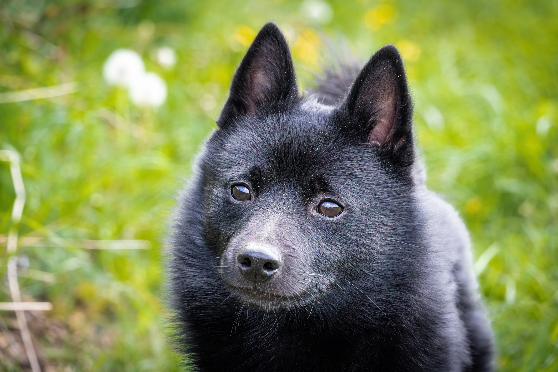 Schipperke Dog Breed Information & Characteristics