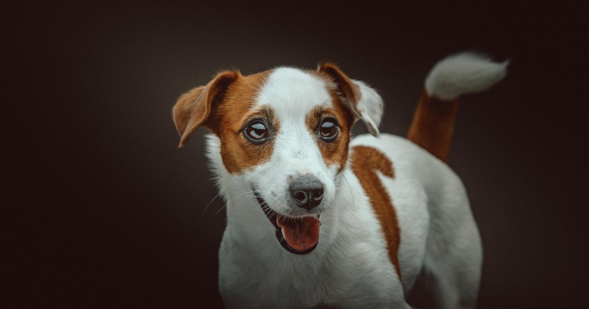 Zoomies Why Does Your Dog Have Them?