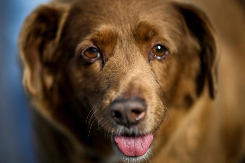 Close-up of world's oldest dog Bobi