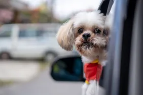 Shih Tzu dog sticking head out car window