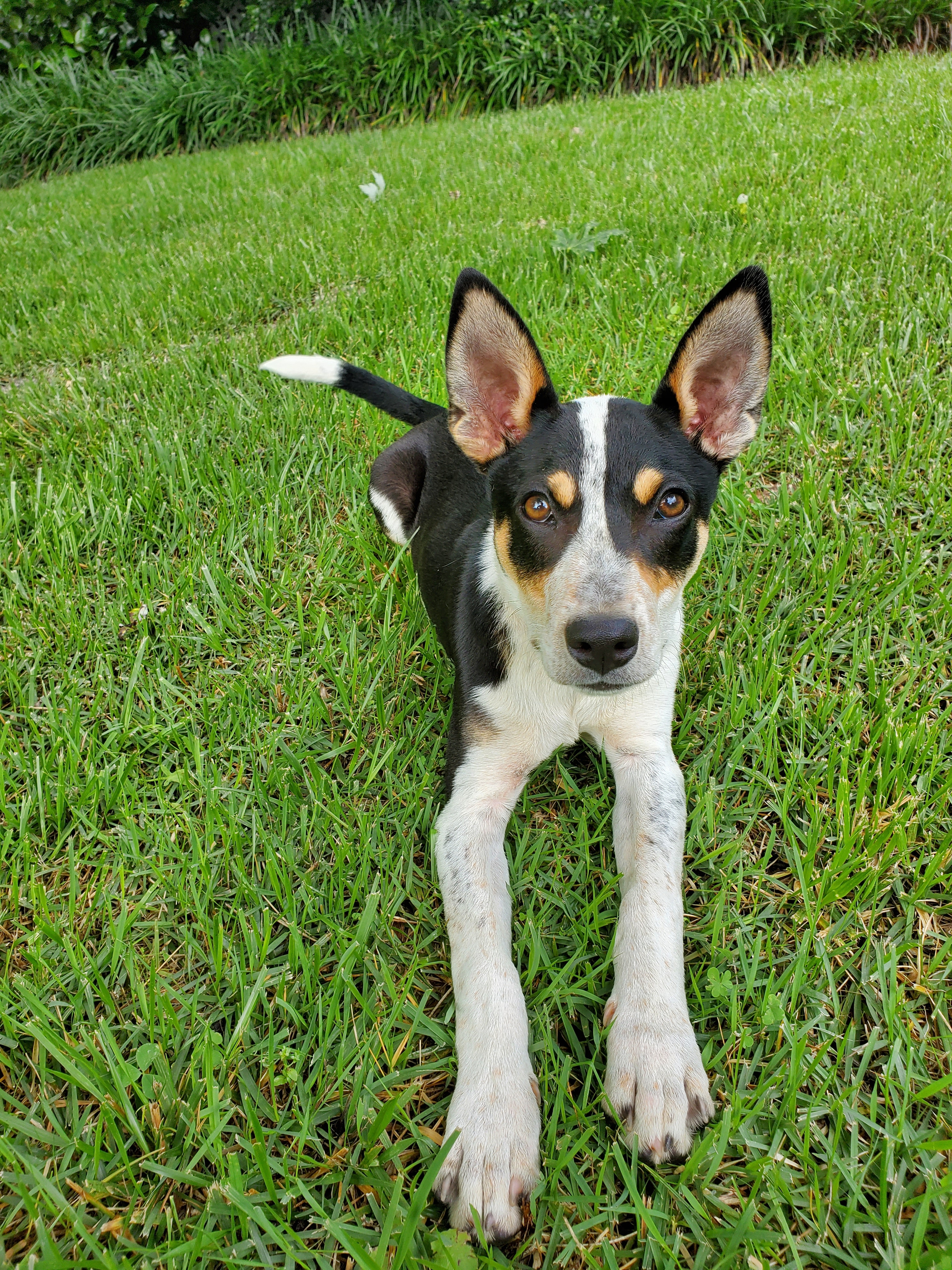 Mountain feist sale blue heeler mix