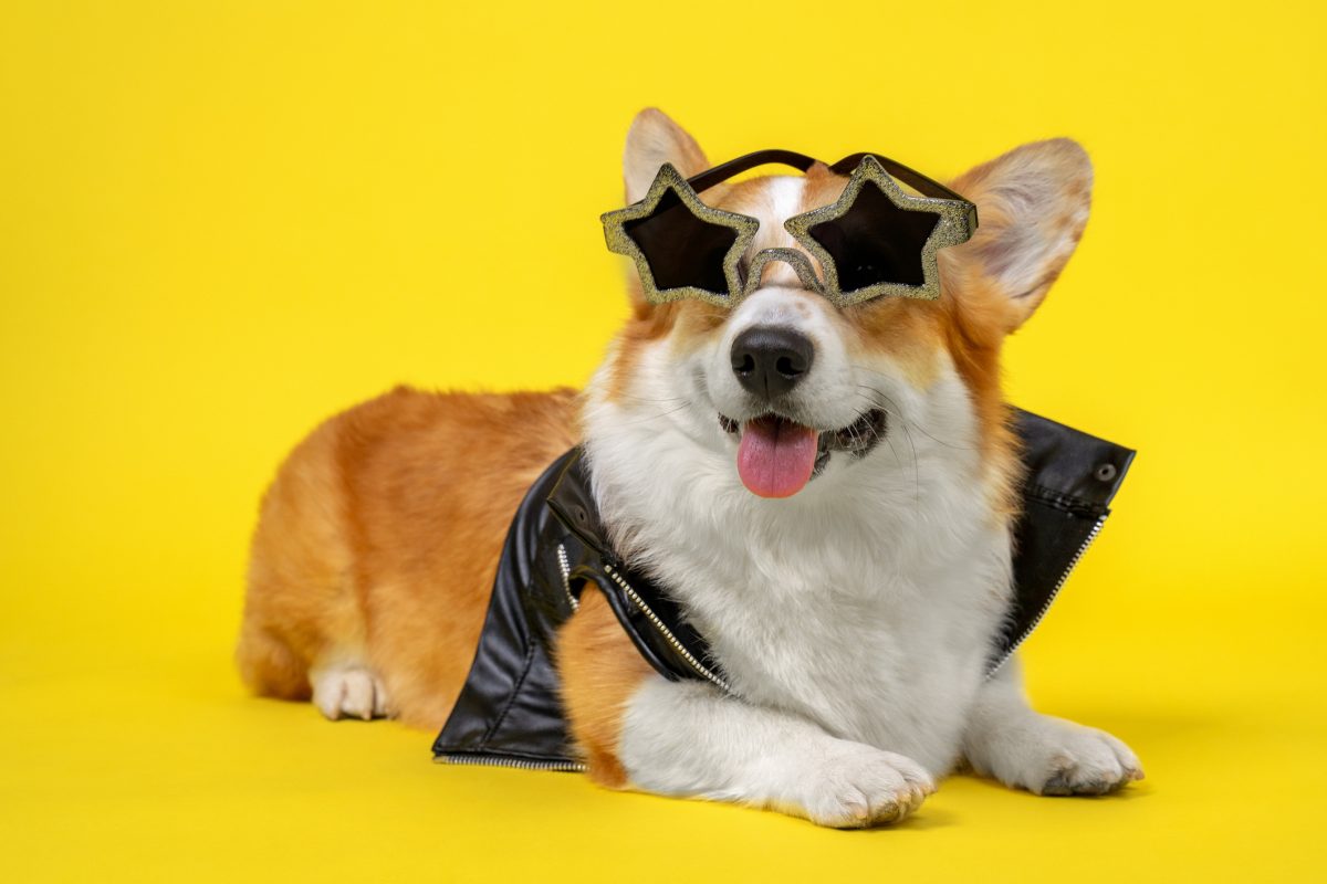 Corgi dressed outlet up