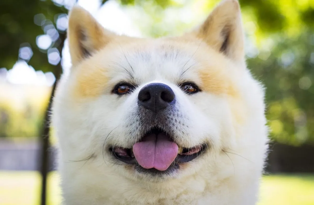 Akita Inu Dog Breed Information & Characteristics