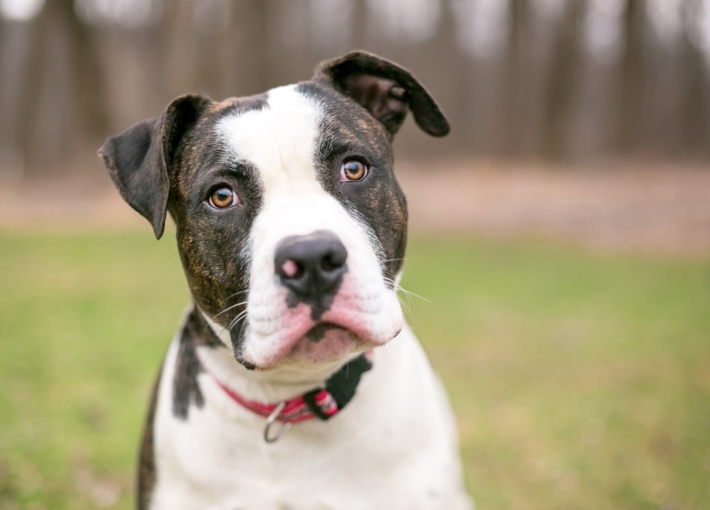 The American Bulldog is well-suited for an Enneagram Type Two.
