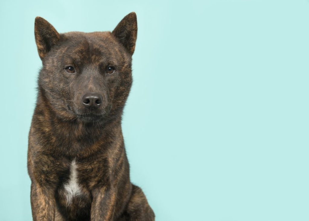 Portrait of a proud male Kai Ken dog