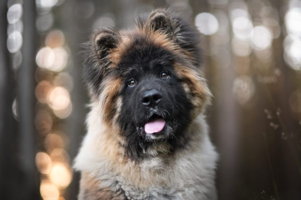 Close up of a growing Akita puppy with a black face.