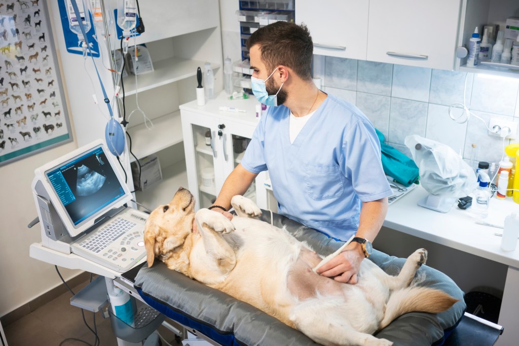 A Labrador Retriever undergoing an ultrasound to check for kidney and bladder stones.