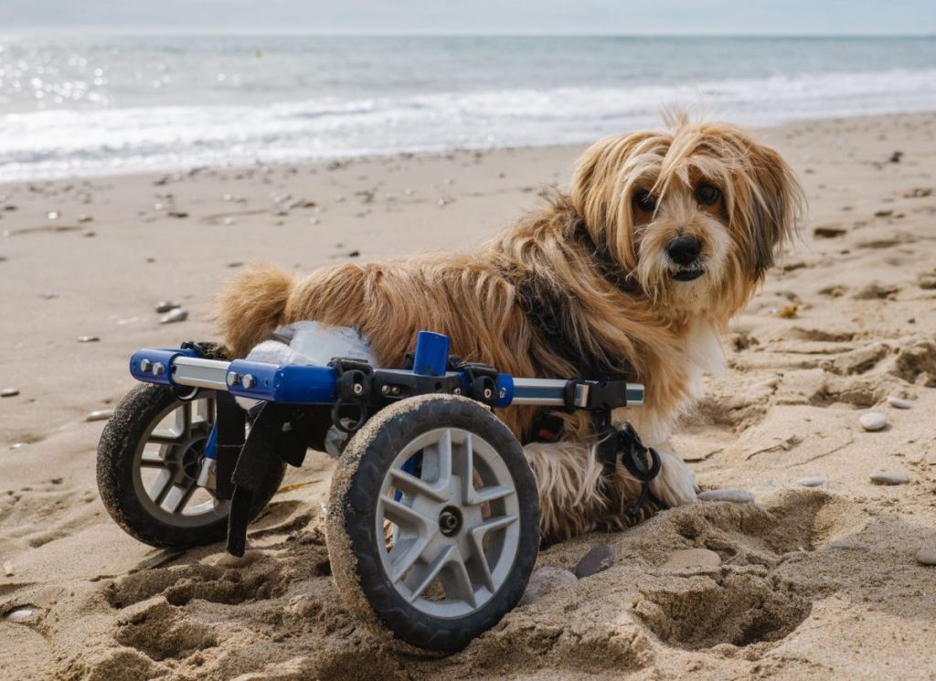 dog with wheelchair on beach