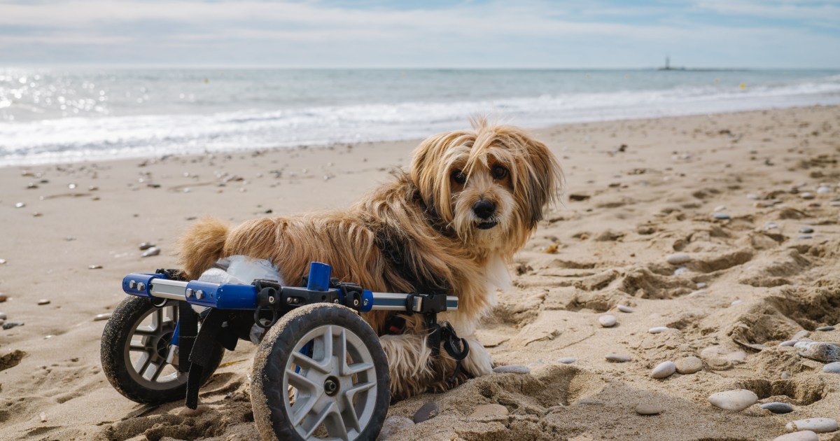 Dogs With Disabilities to Be Featured in Charity Calendar