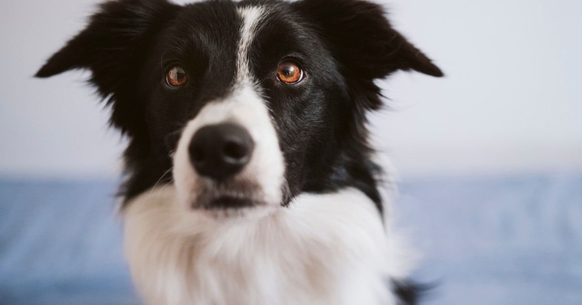 Dog Wakes Parents to Alert Them of Teen's Stroke