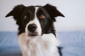 close-up of Border Collie dog