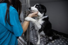 shelter worker petting dog in kennel