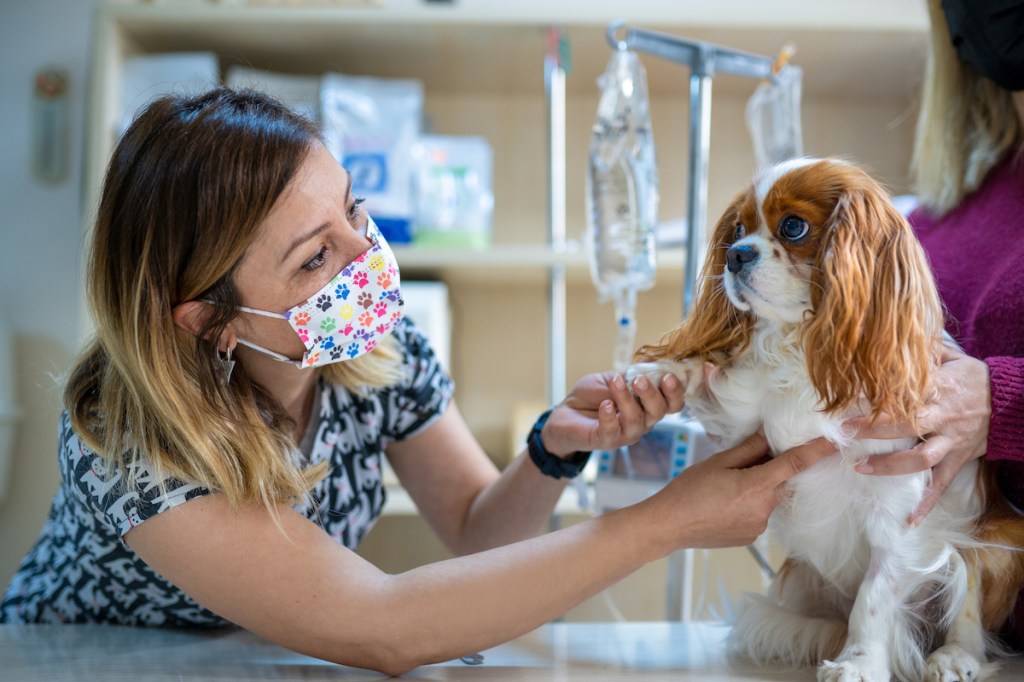 A Cavalier King Charles Spaniel being checked for episodic falling syndrone.