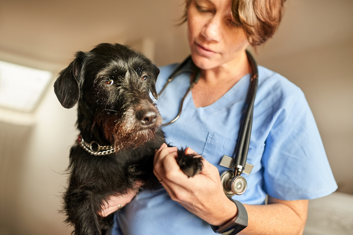 Fibrocartilaginous Embolism in Dogs: Symptoms, Causes, & Treatments