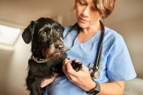 A Miniature Schnauzer dog being checked for fibrocartilagenous embolism (spinal stroke).