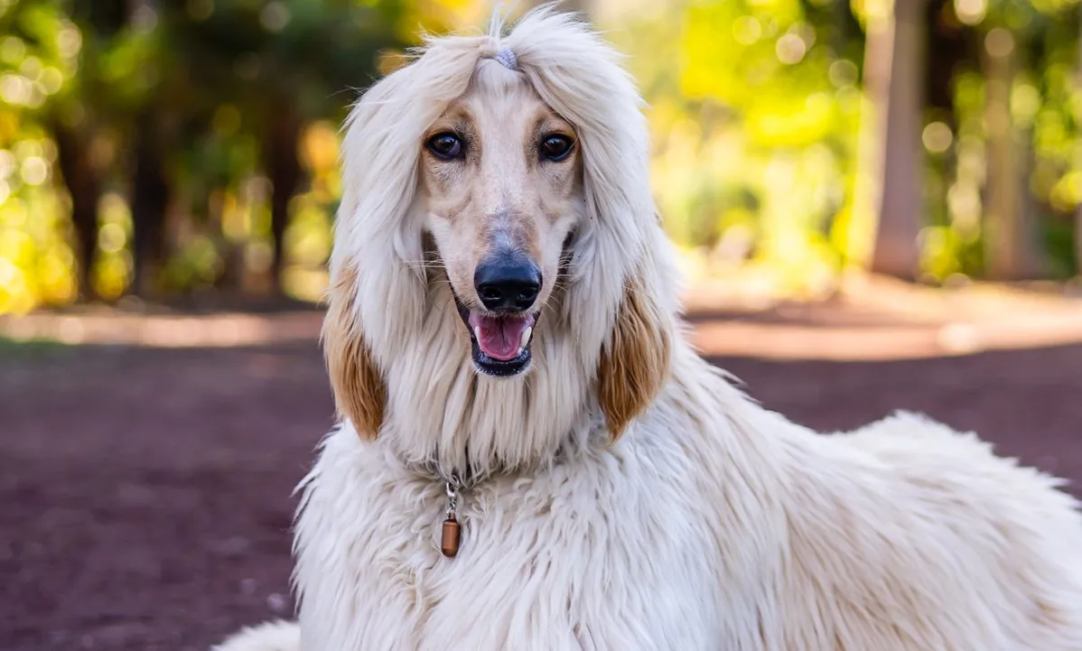 Dog And Bay Xxx Video - Afghan Hound Dog Breed Information & Characteristics