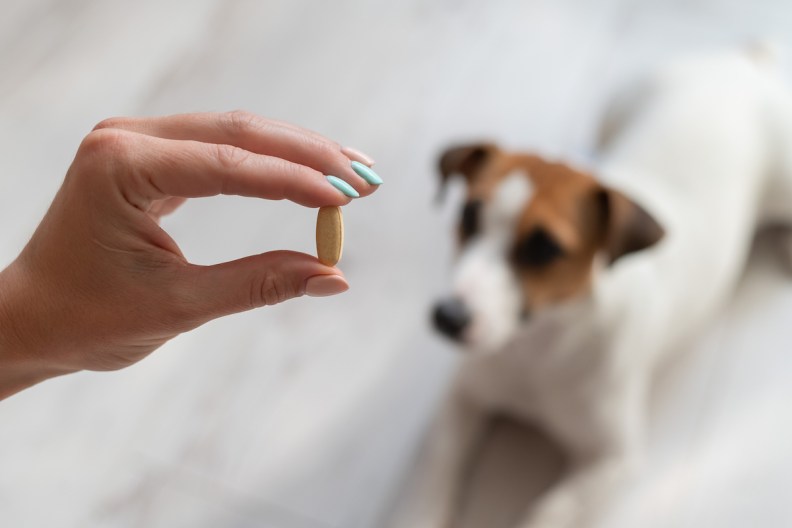 A dog taking supplements for thiamine deficiency (Vitamin B1 deficiency).
