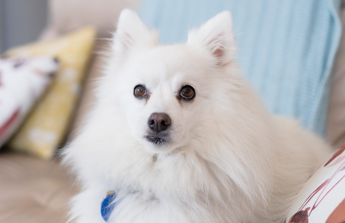 Half pomeranian sales half japanese spitz