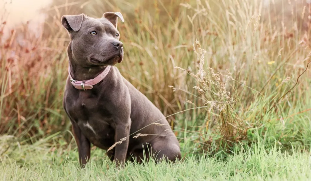 Close-up of staffordshire bull terrier sitting on field