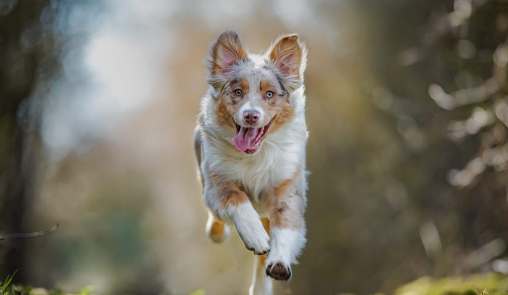 Australian shepherd running