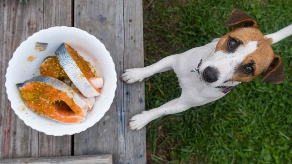A dog that might be at risk of thiamine deficiency (Vitamin B1 deficiency) with a bowl of fish.