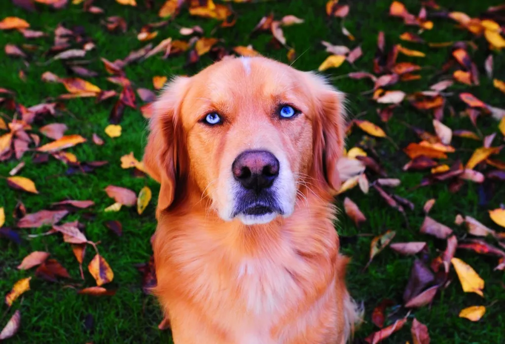 Husky Golden Retriever mix