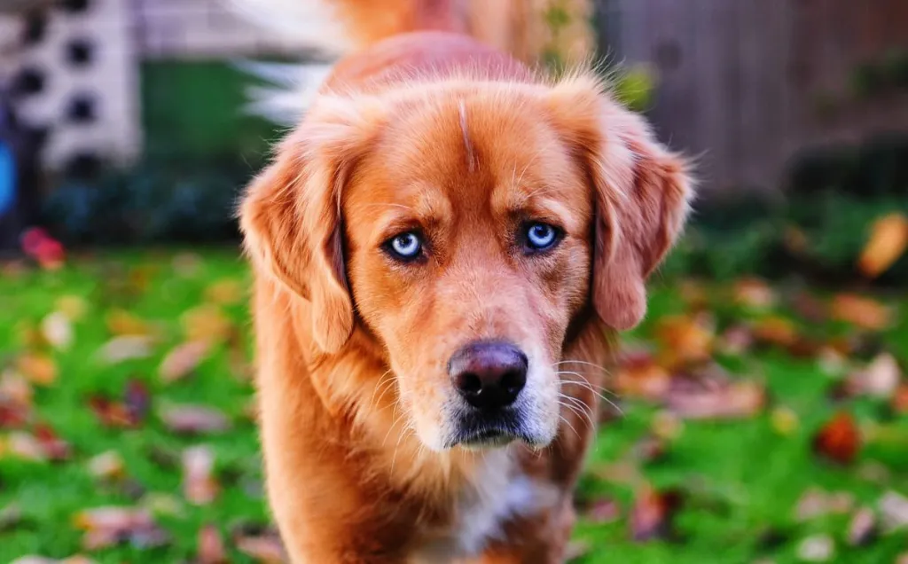 Golden Smart Dog Xxx Video - Goberian Dog Breed Information & Characteristics