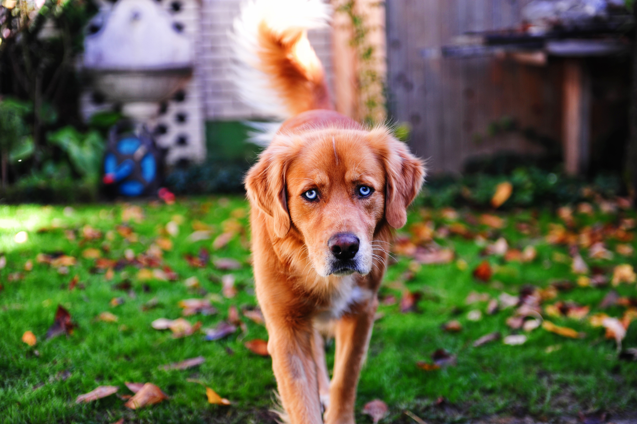 Goberian puppies for clearance sale near me