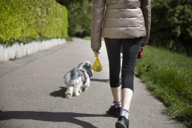 Woman carrying a filled, biodegradable dog poop bag and walking along a footpath in a semi-rural area with a pet dog in Cornwall. Less responsible dog owners are the reason for Poo Dog sculptures.