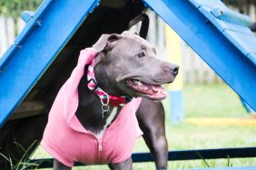 Adoptable Pit Bull mix dog in a pink sweatshirt playing in the obstacle course area at the shelter.