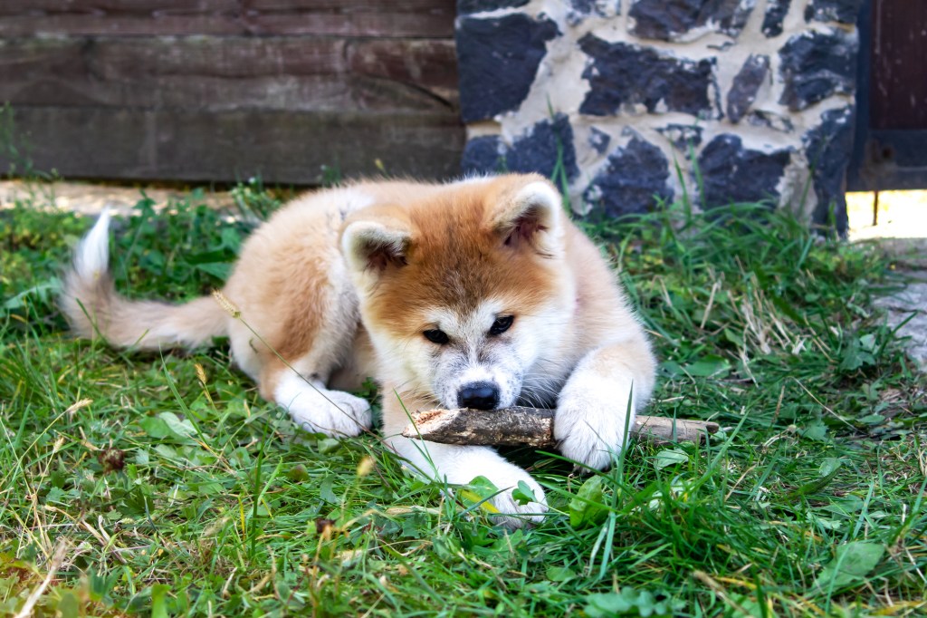 Akita jouant dans l'herbe près de la maison.