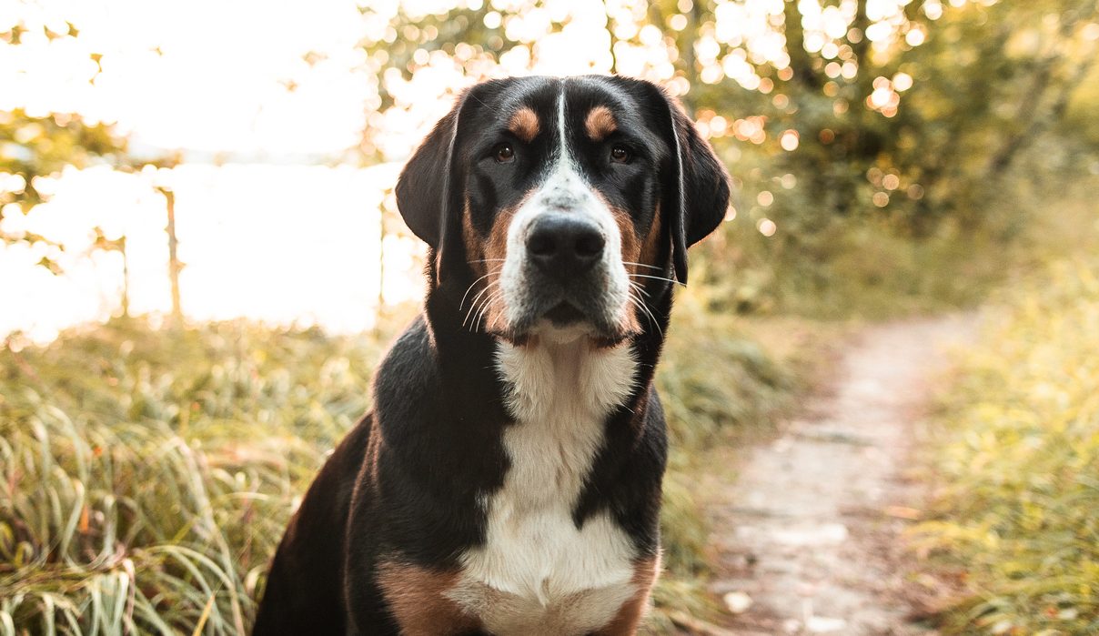 Swiss greater hot sale mountain dog