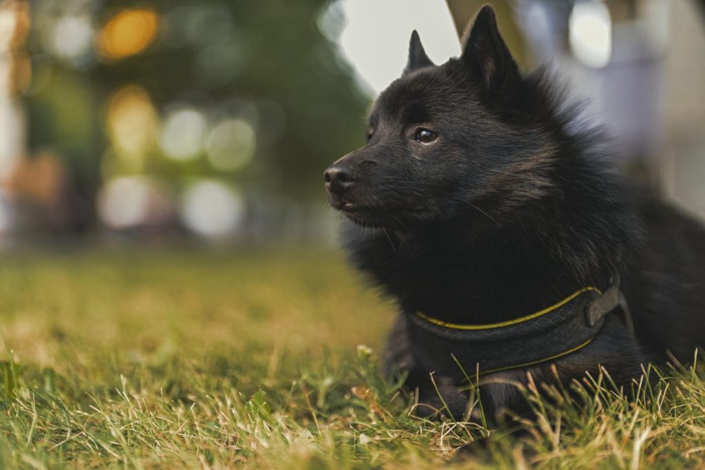 Young Schipperke, a Belgian dog breed, resting in the grass.